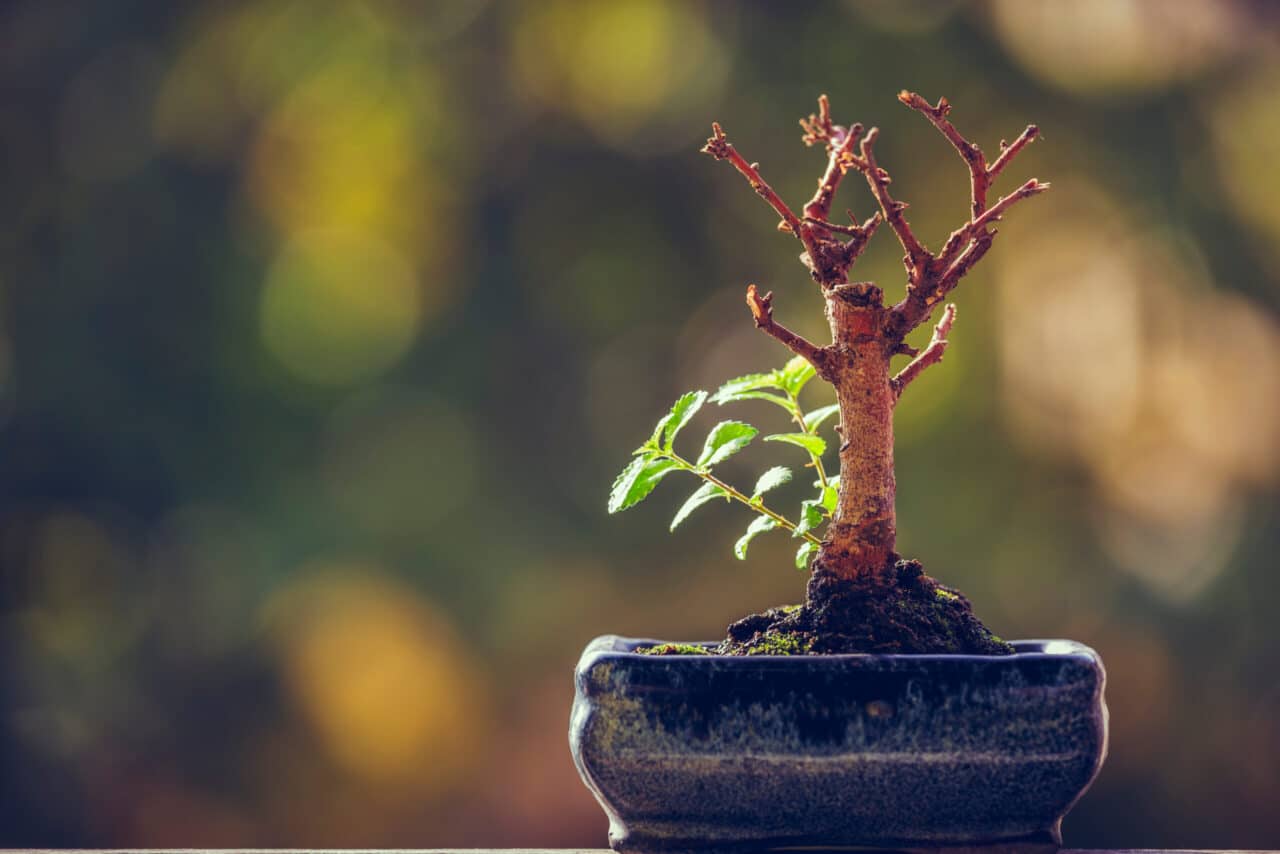 A plant in a pot